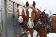 A team of horses from CNY Carriage Co. in Oneida stands ready at Skyline Lodge in Highland Forest near Fabius this morning, Sat. Jan. 2, 2016.